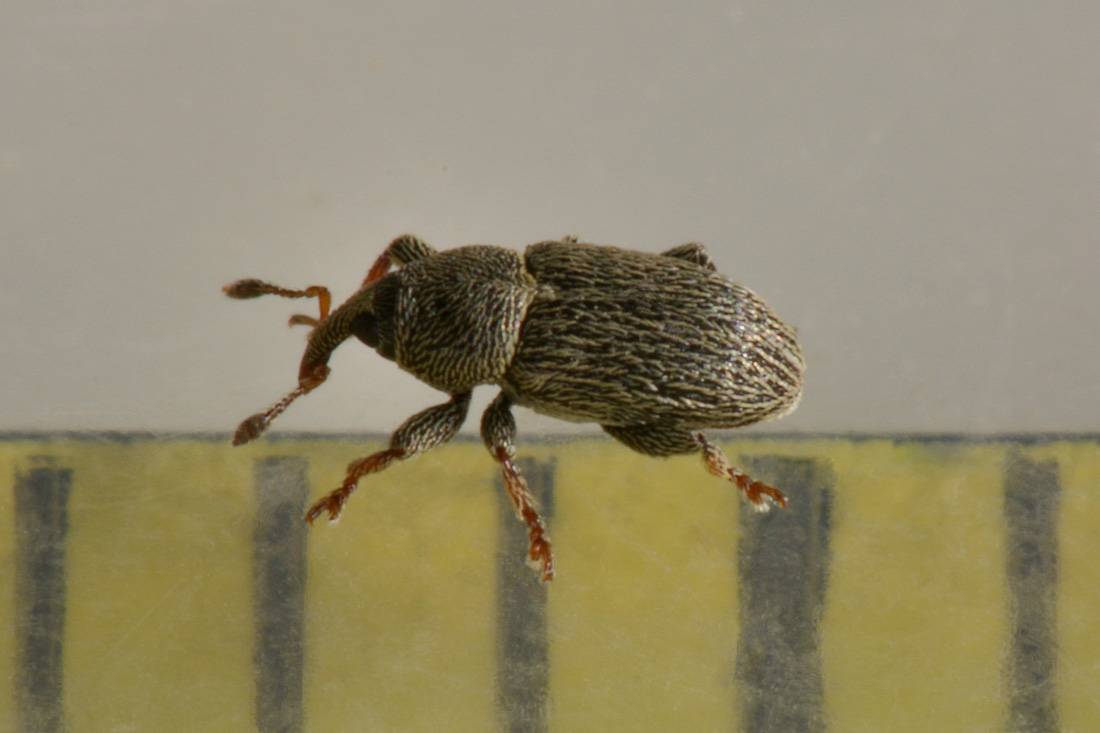 Curculionidae:  Tychius curtirostris